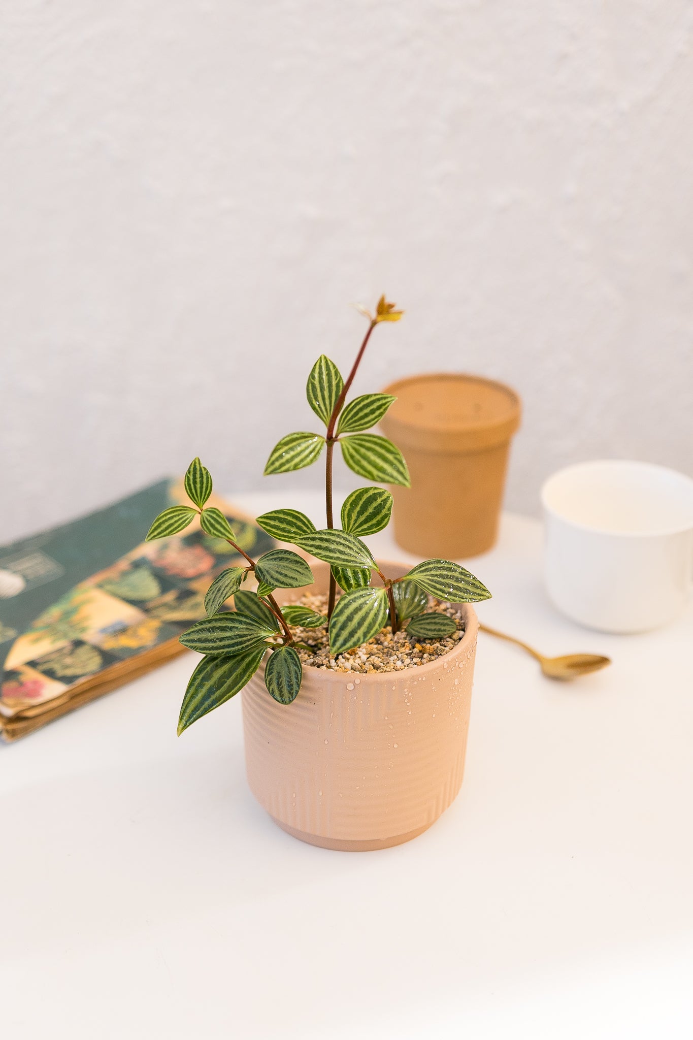 Plantas Para el Baño o Cocina 🌿