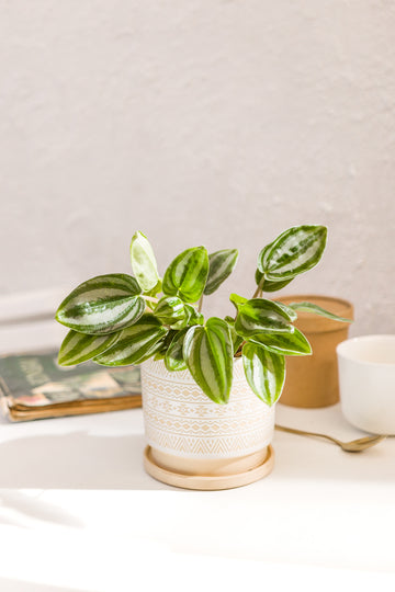 Plantas de fácil cuidado