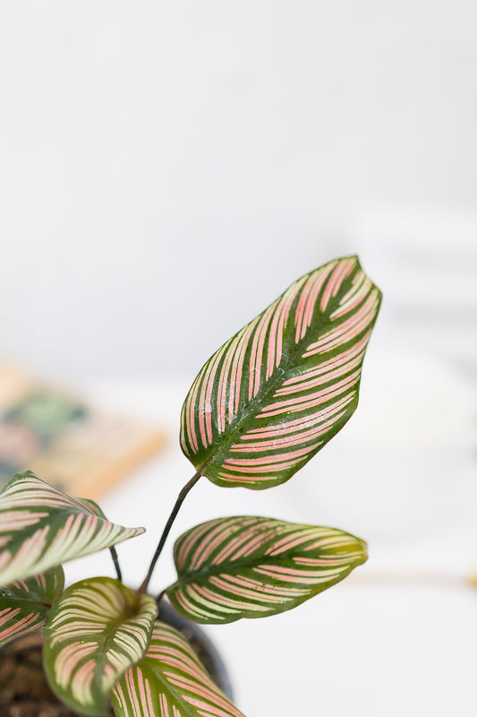 Calathea White Star