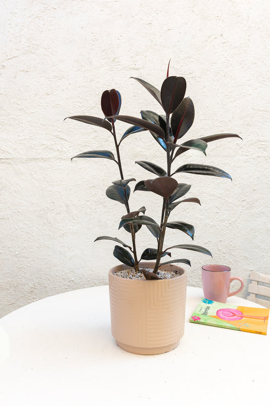 Ficus Burgundy Gomero