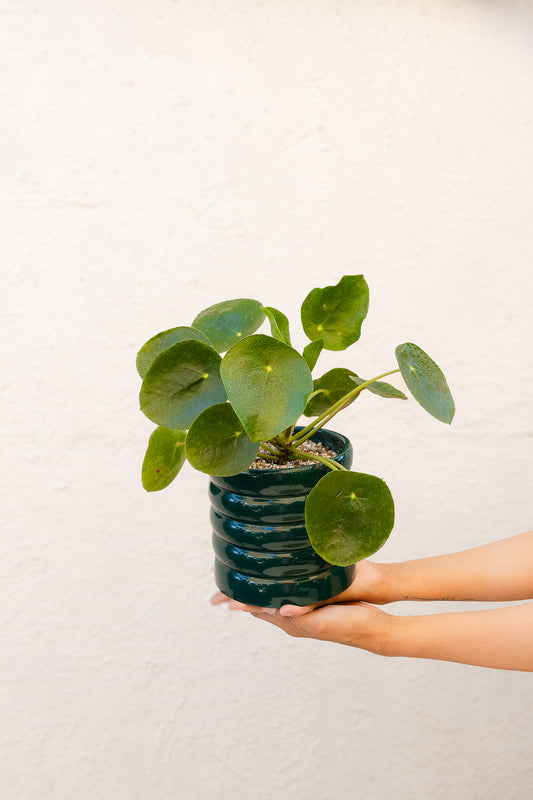 Pilea Peperomioides