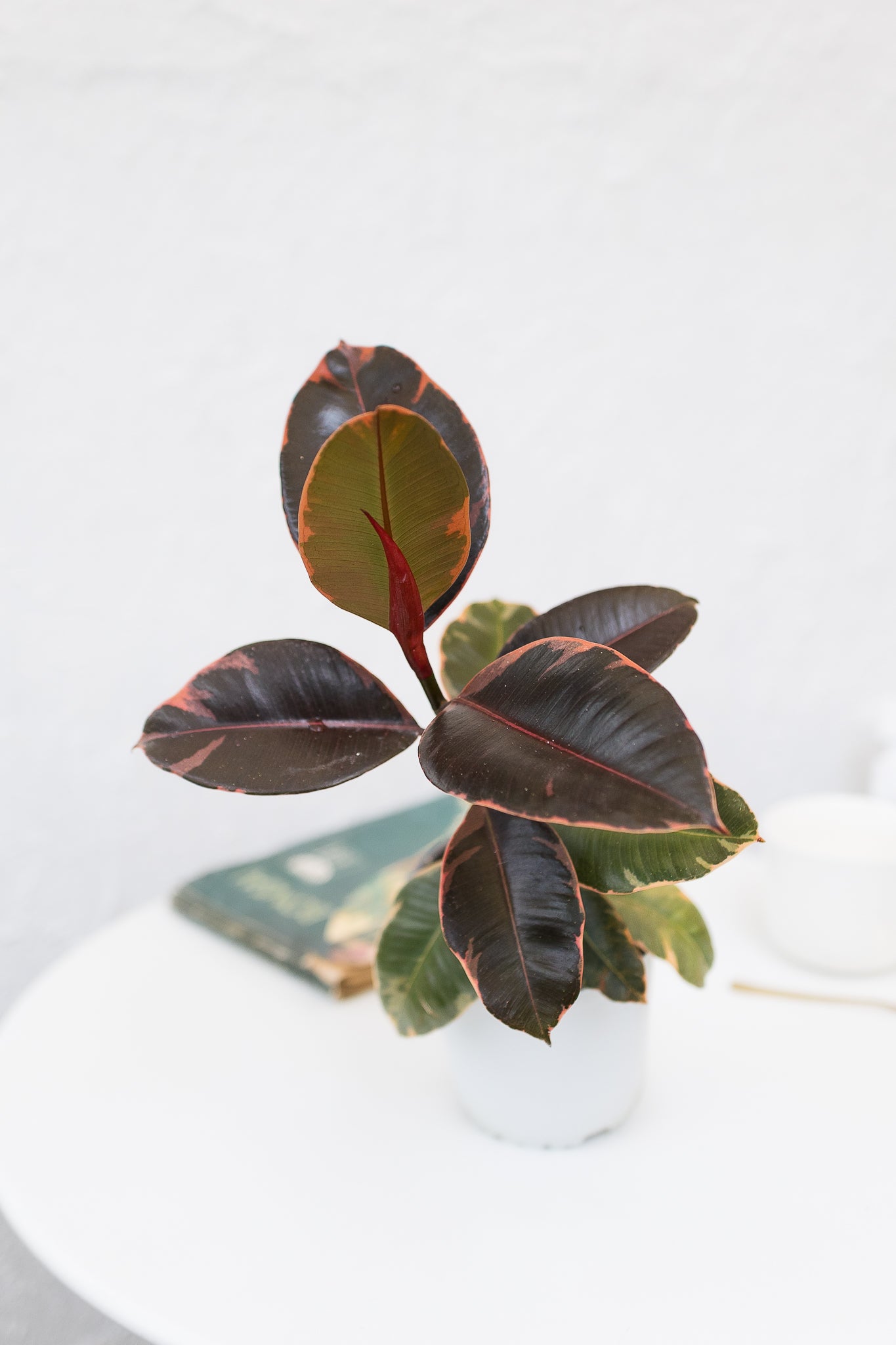 Ficus Ruby Gomero