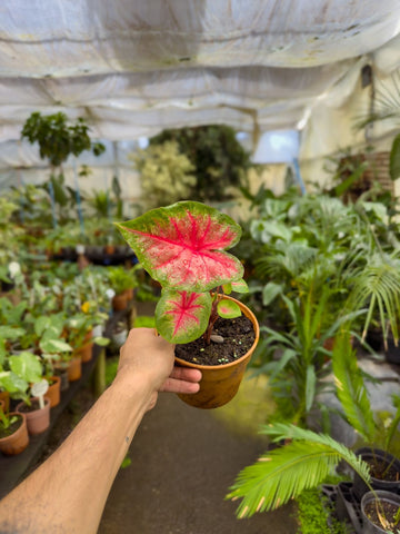 Caladium Classic Pink