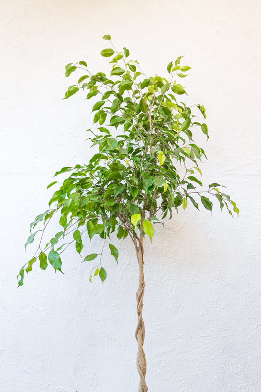 Ficus Trenzado 1.40 cm