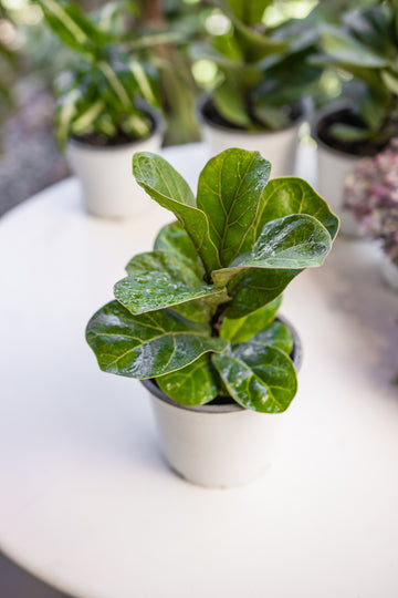 Ficus Lyrata Mini Bambino