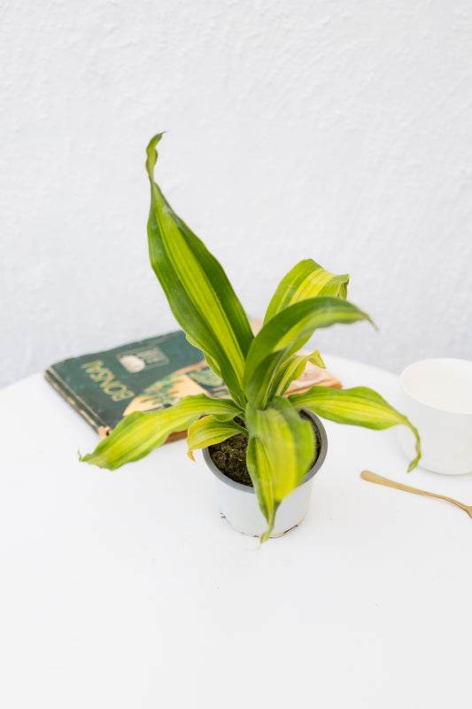 Palo Brasil Dracena Fragans Gold Cord