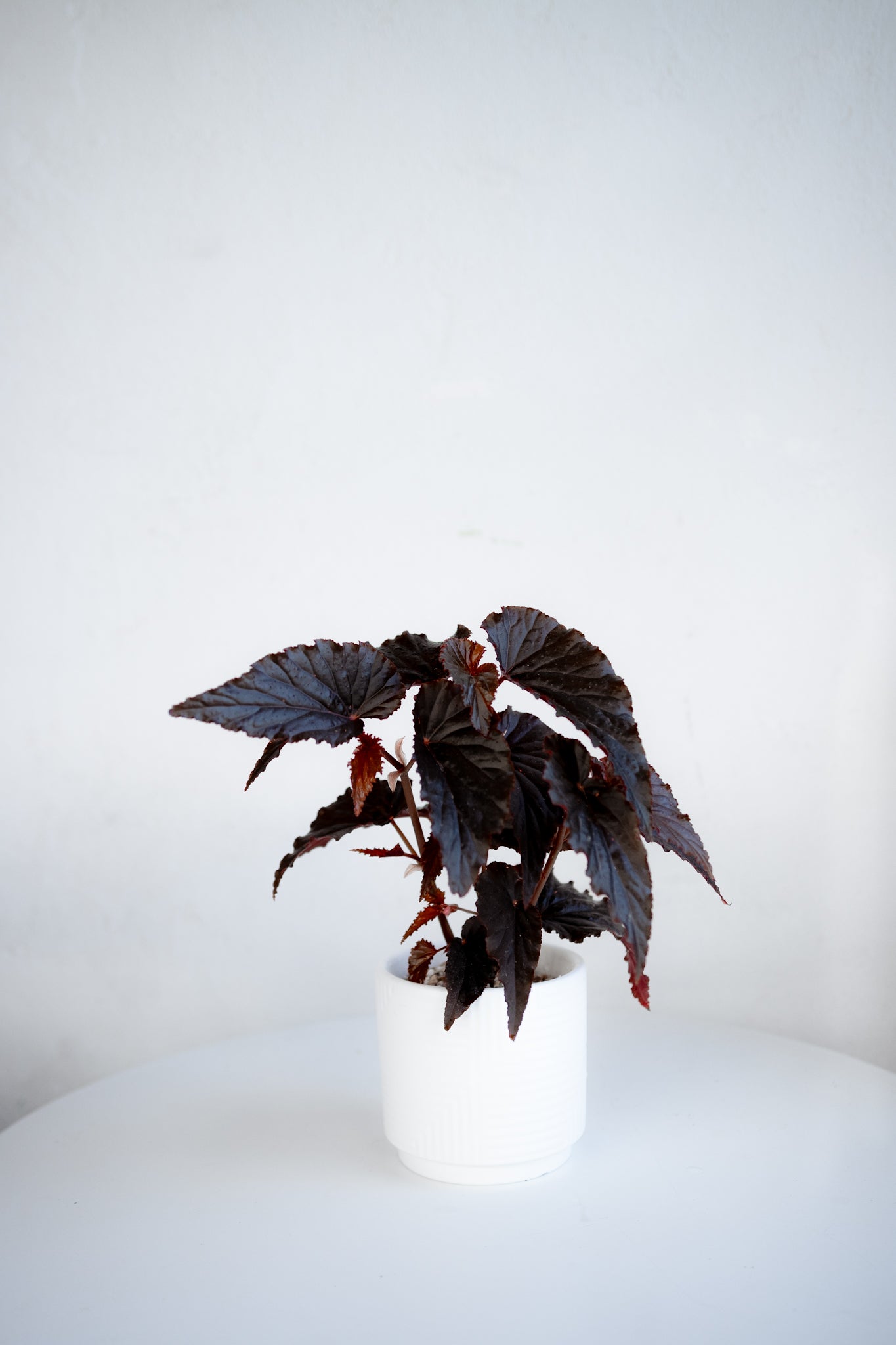 Begonia Black Moon