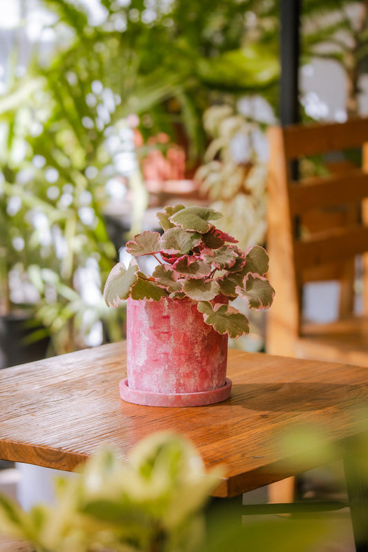 Saxifraga Pink Sarmentosa