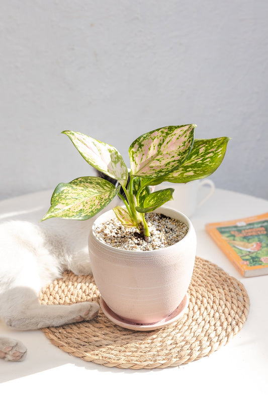 Aglaonema Anymane