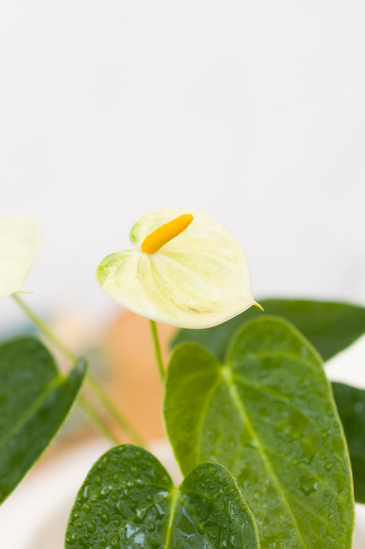 Anturio (Anthurium andraeanum)