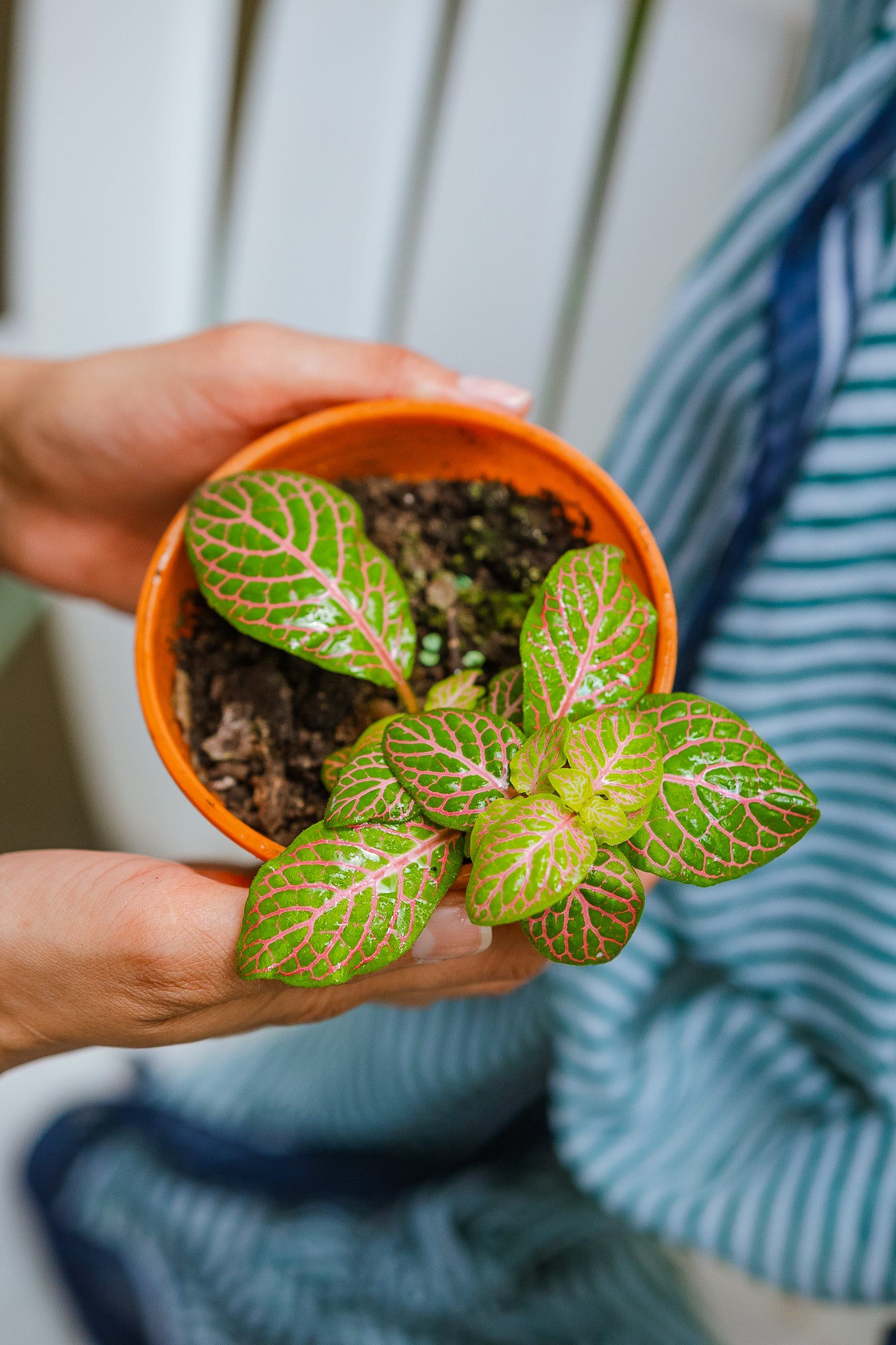 Fittonia