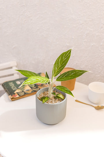 Aglaonema Snow White