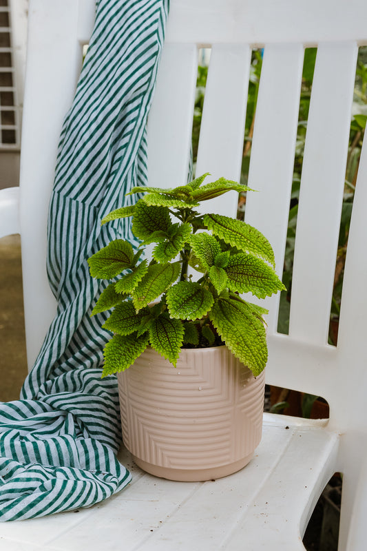 Pilea Mollis