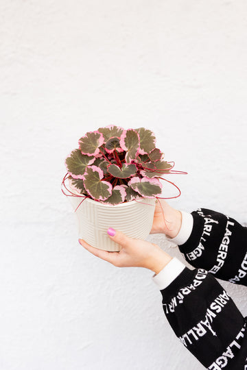 Saxifraga Pink Sarmentosa