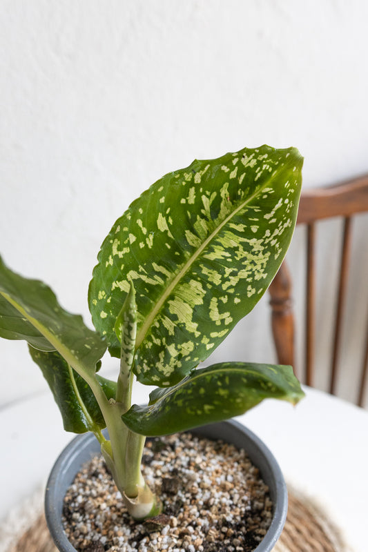 Dieffenbachia Reflector