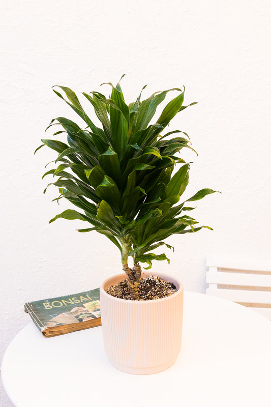 Dracena Compacta Janet Craig