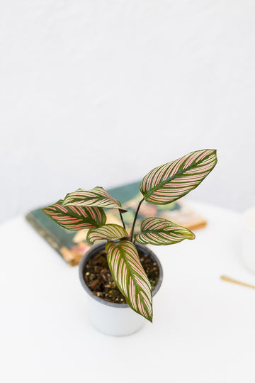 Calathea White Star