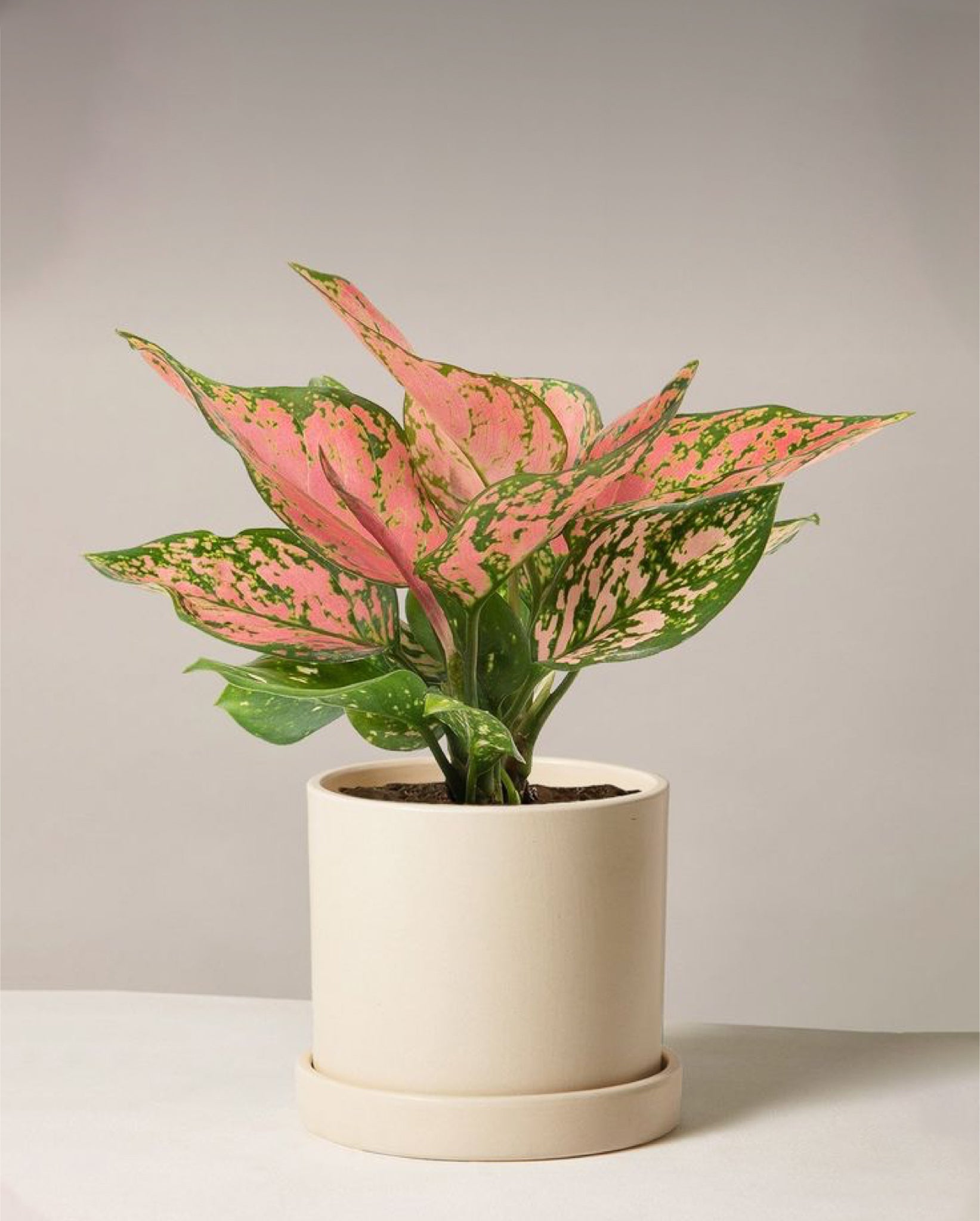 Aglaonema Anymane