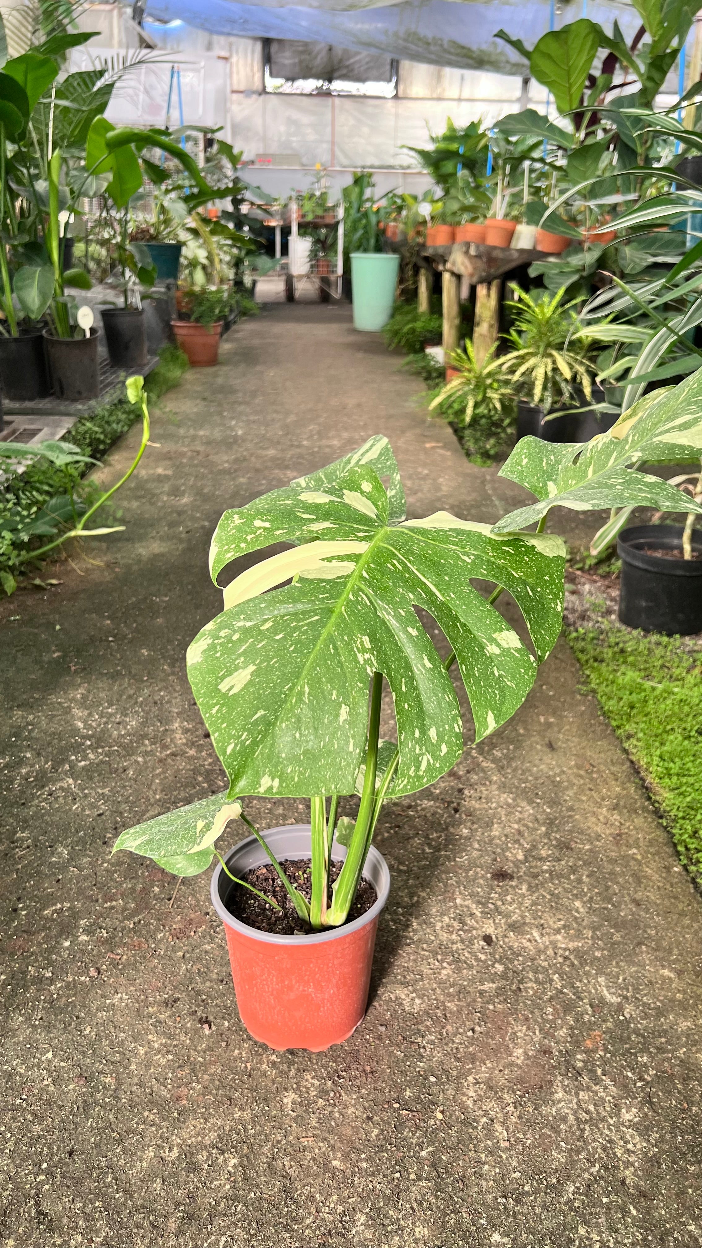 Thai Constellation 2024 Monstera - Thai 10-1015