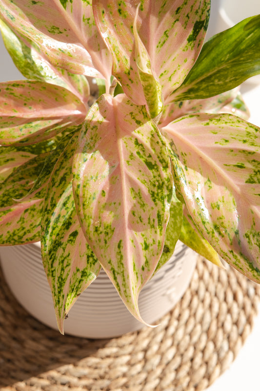 Aglaonema Pink Butterfly