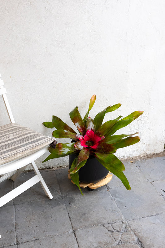 Bromelia