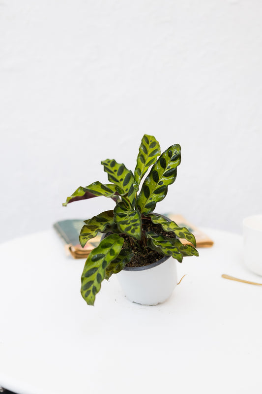 Calathea Lancifolia Insignis