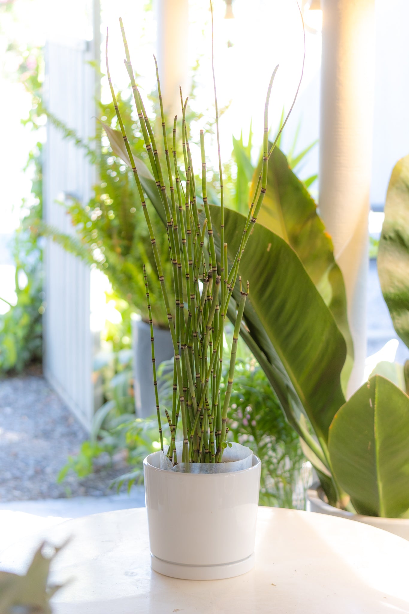 Equisetum Cola de Caballo