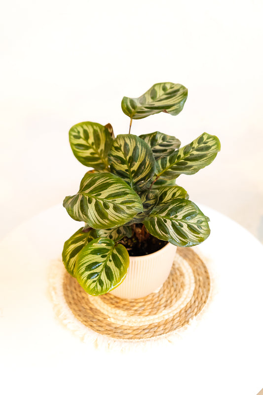 Calathea Makoyana