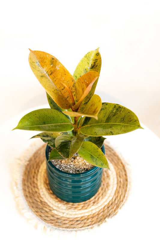 Ficus Shiveriano