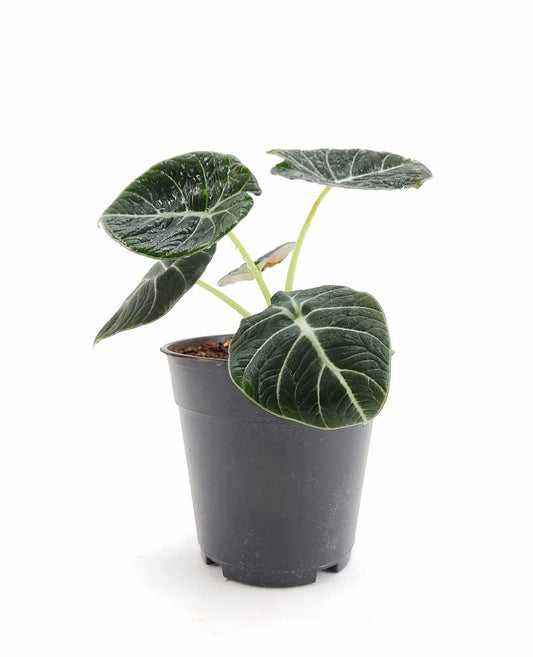 Alocasia Black Velvet