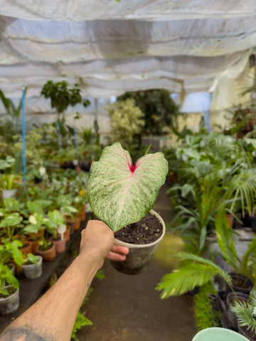 Caladium White Star