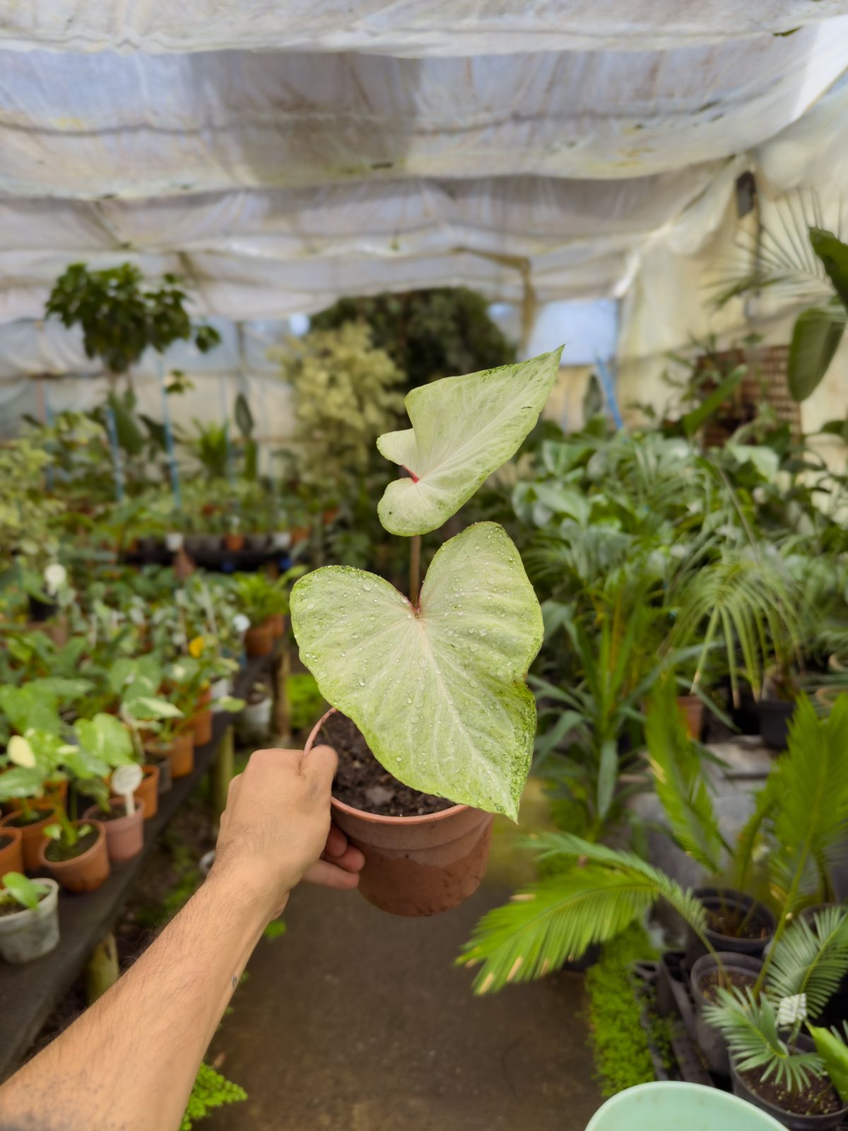 Caladium White Delight