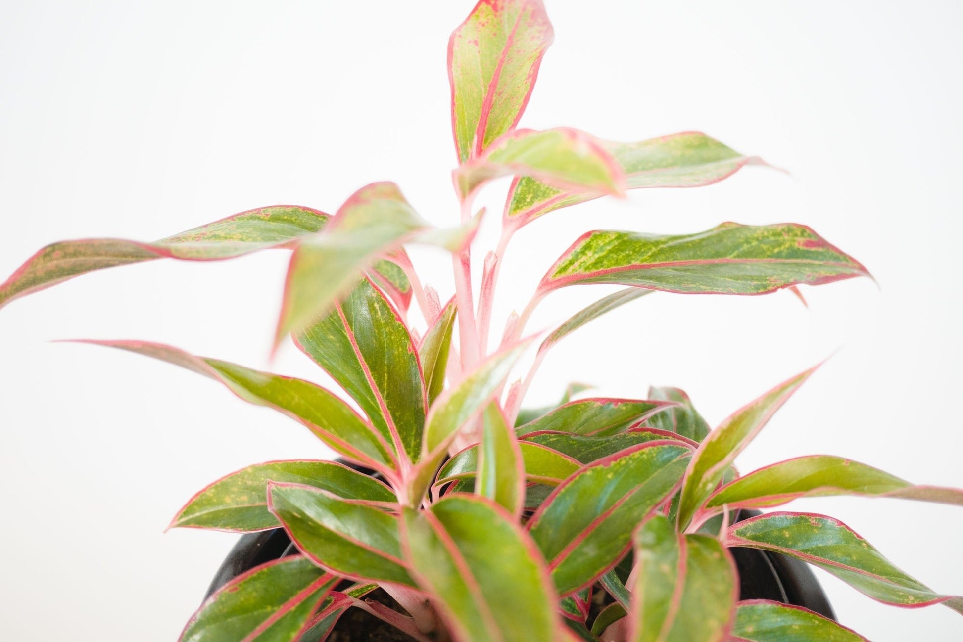 Aglaonema Siam Aurora - Kenäz