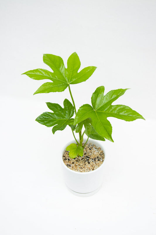 Aralia Japonica - Kenäz