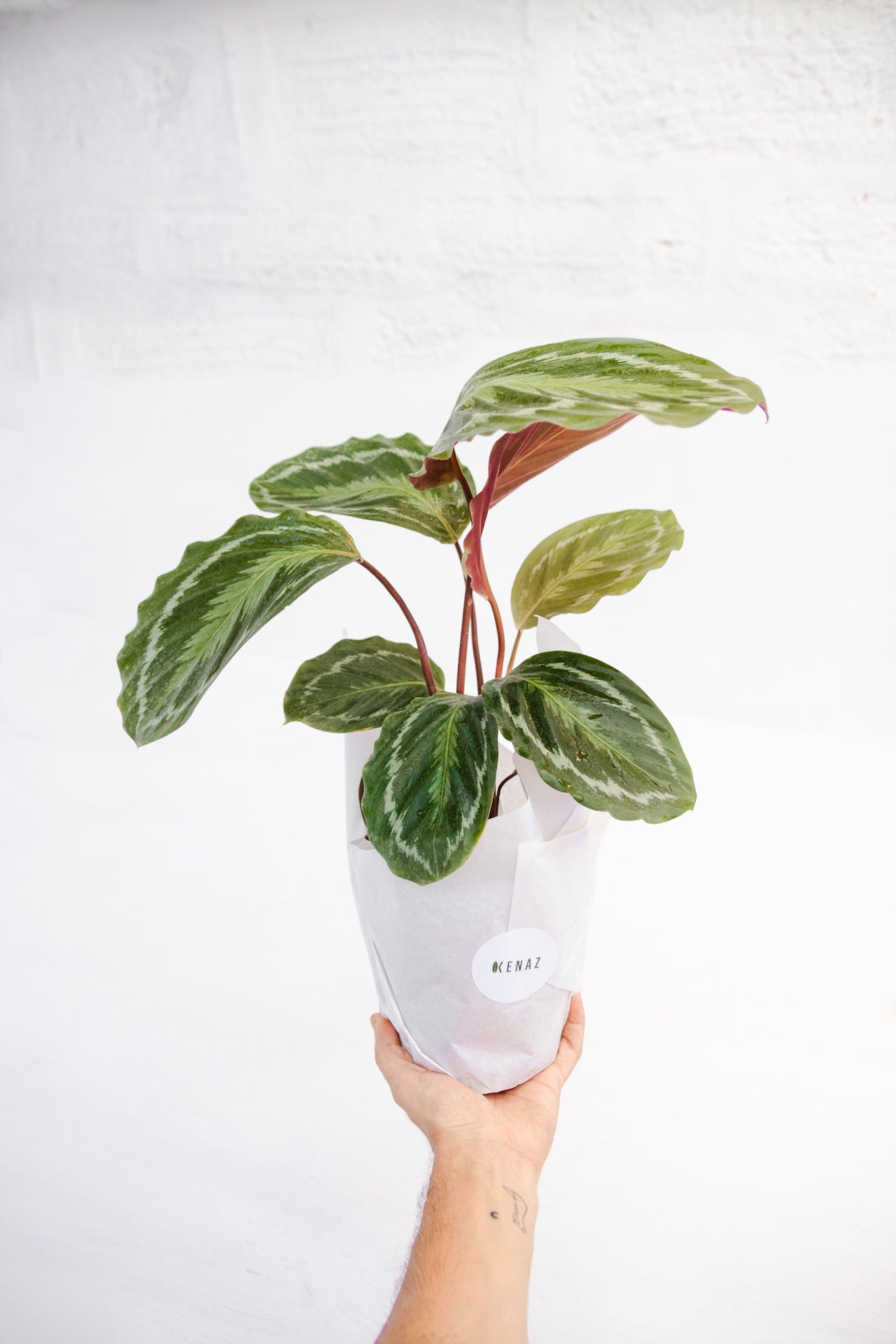 Calathea Bicajoux - Kenäz