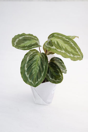 Calathea Bicajoux - Kenäz