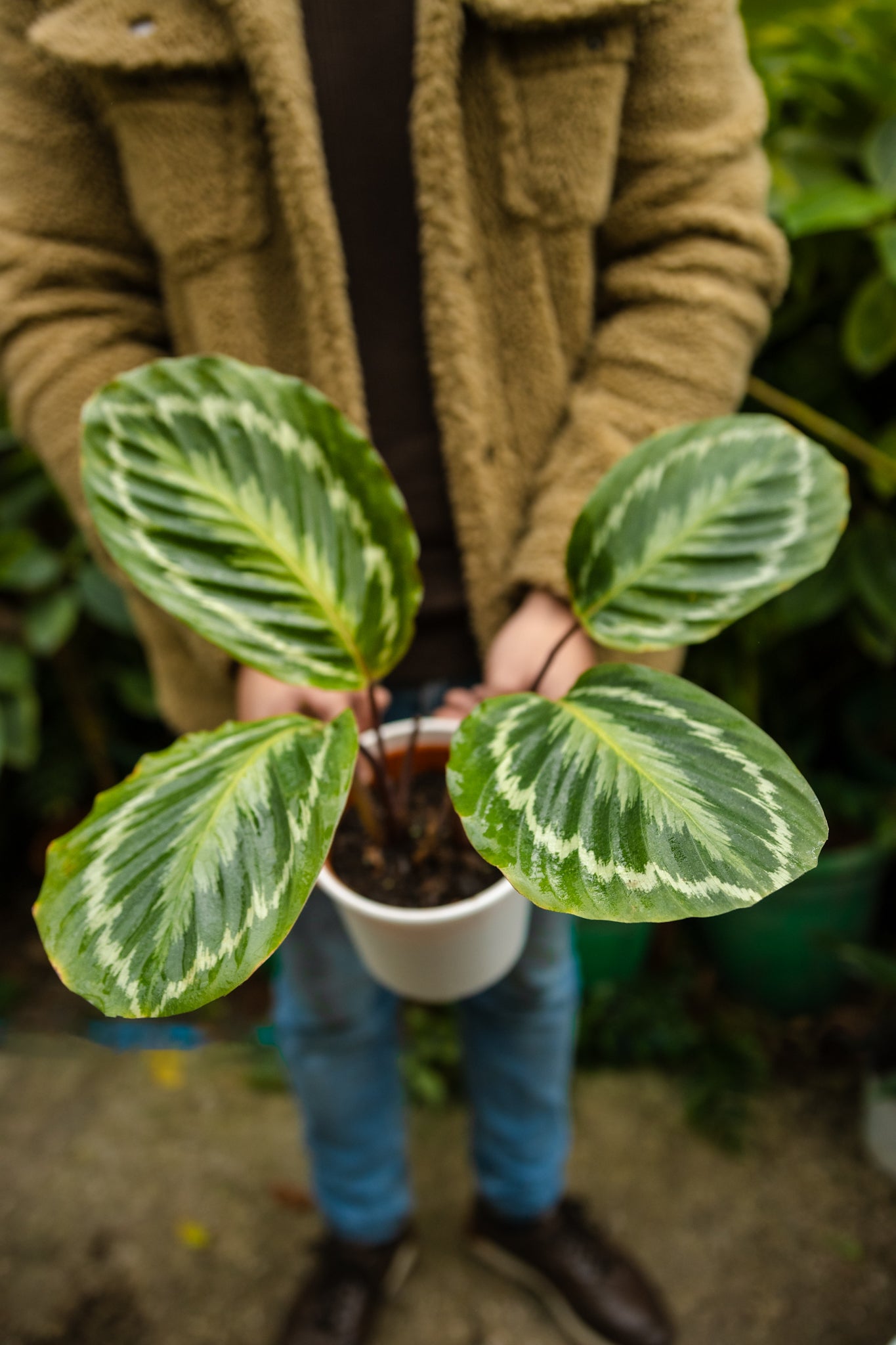 Calathea Bicajoux - Kenäz