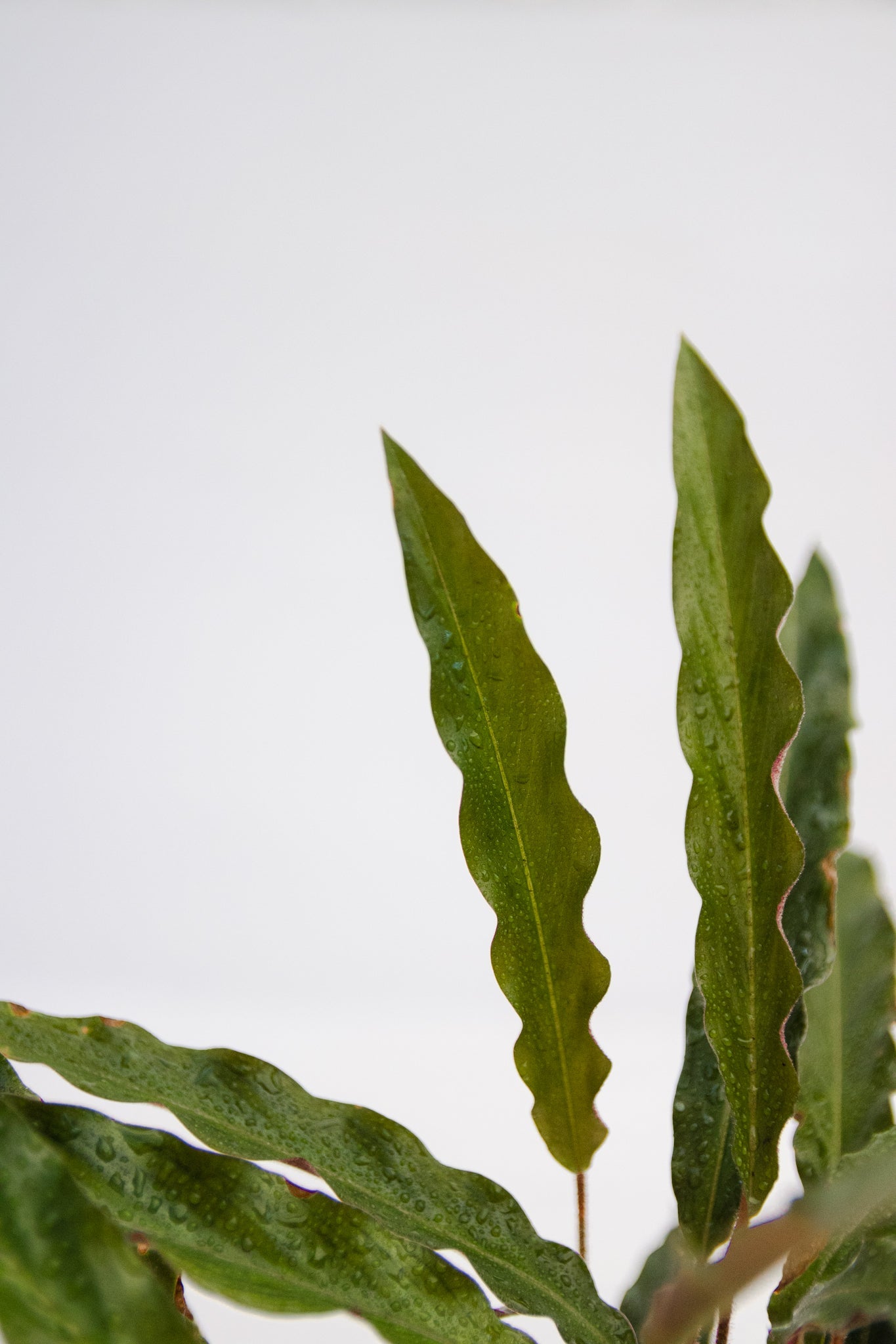 Calathea Elgar Grass - Kenäz