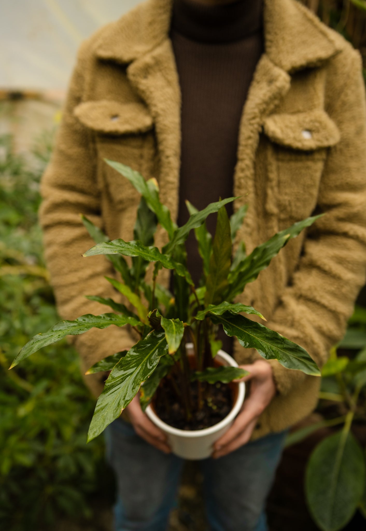 Calathea Elgar Grass - Kenäz