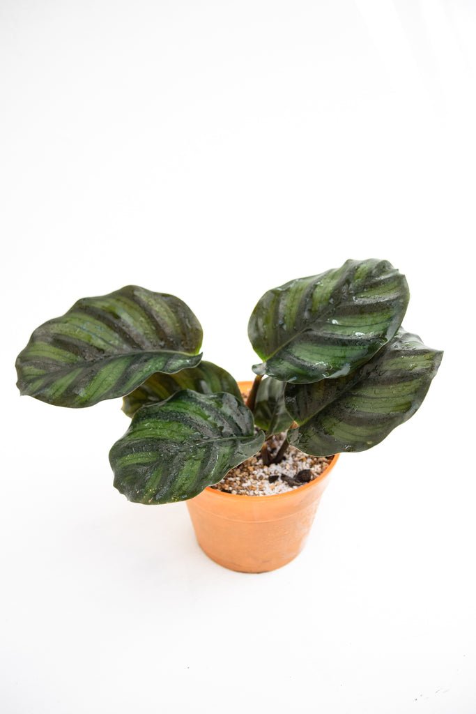 Calathea Fasciata - Kenäz