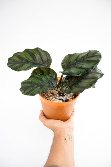 Calathea Fasciata - Kenäz