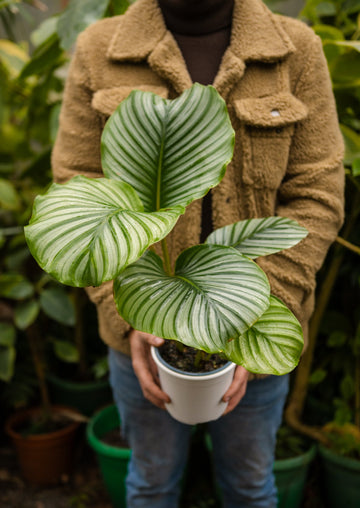 Calathea Orbifolia - Kenäz