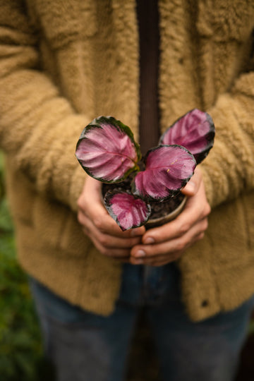 Calathea Rosepicta - Kenäz