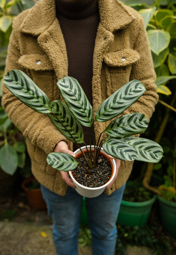 Calathea Setosa - Kenäz