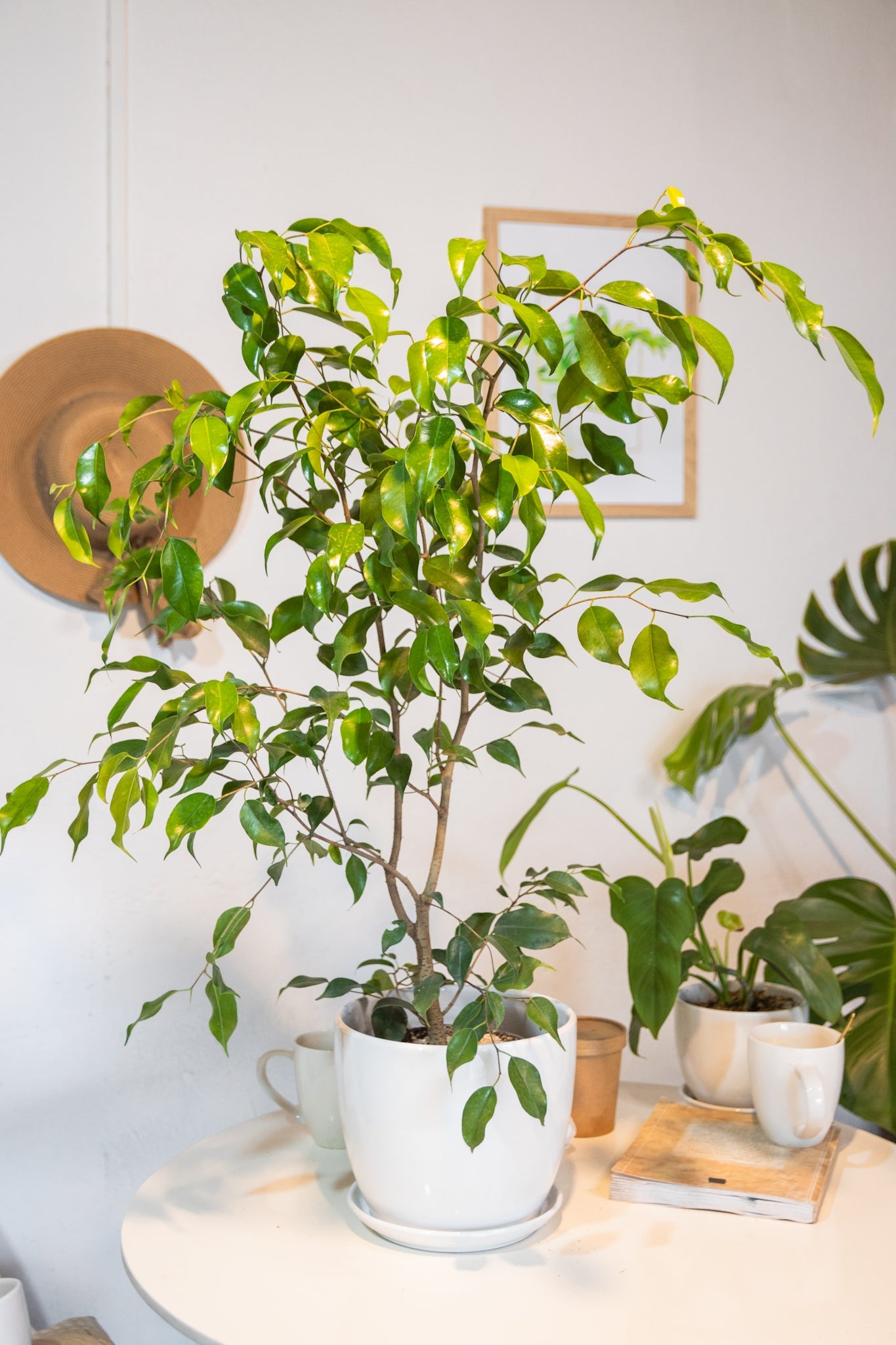 Ficus Benjamina - Kenäz