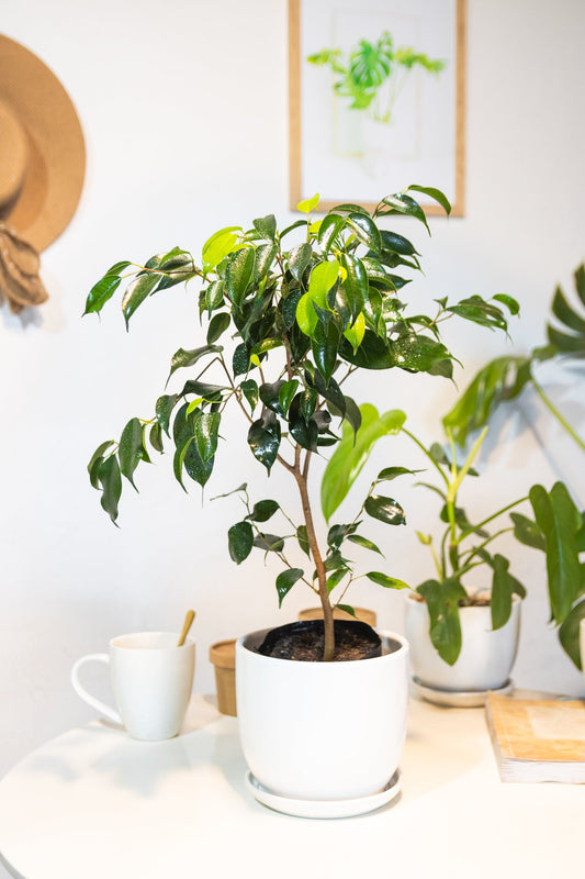 Ficus Benjamina - Kenäz