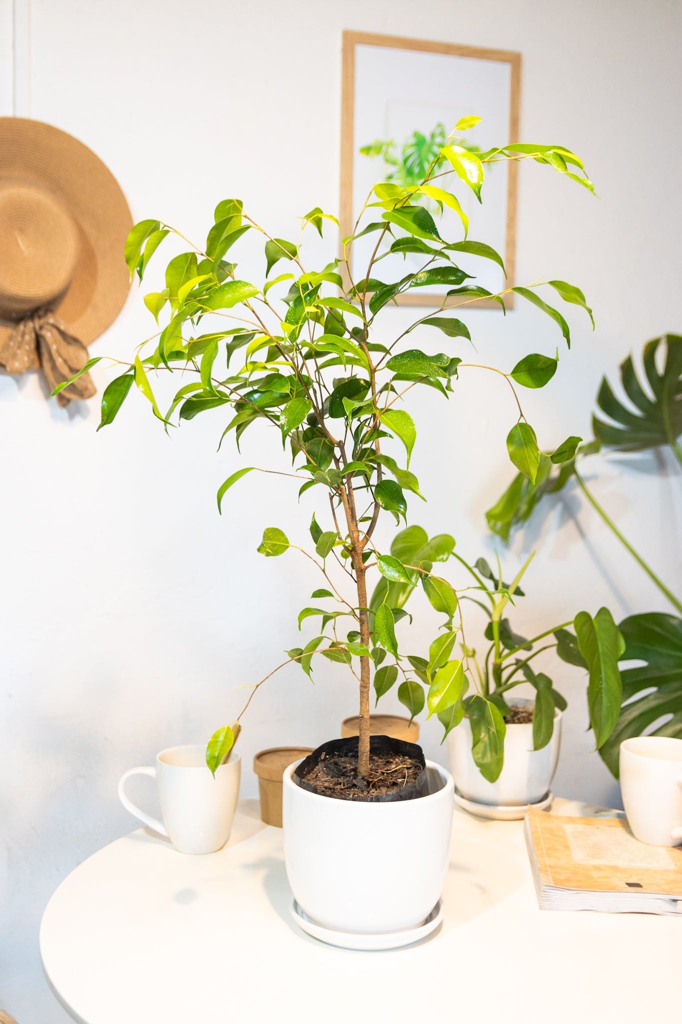 Ficus Benjamina - Kenäz