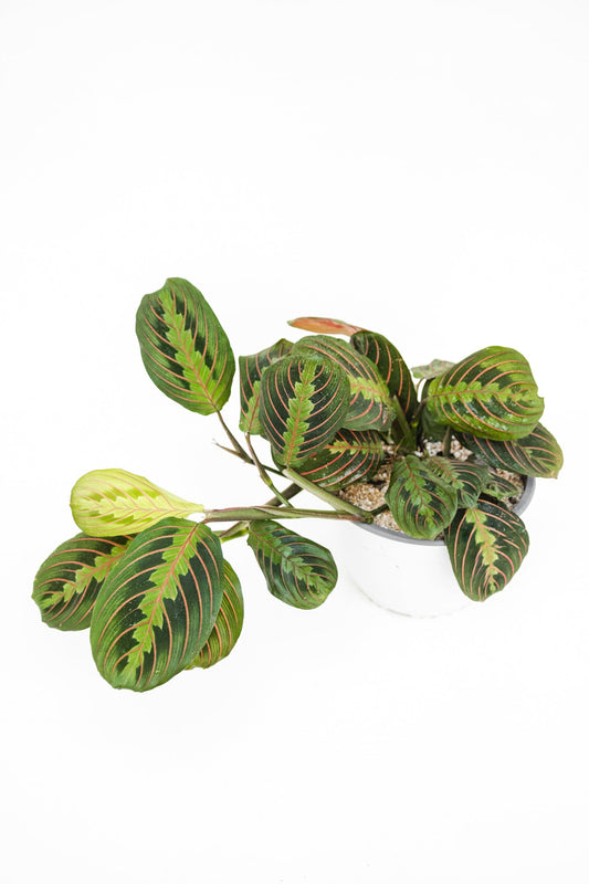 Maranta Leuconeura