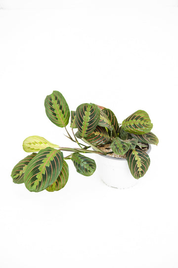 Maranta Leuconeura