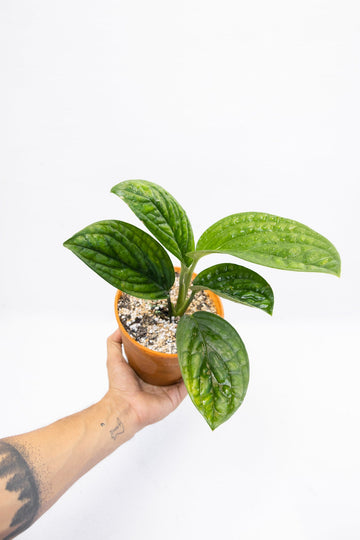 Monstera Perú